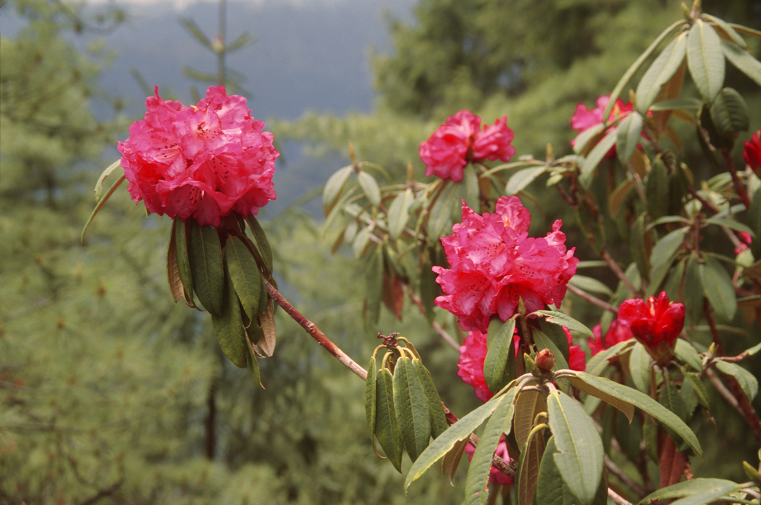 b_459m trek6.jpg - Bhoutan - vallée de Thimphu, Thimphu il y a ici beaucoup de rhododendrons, qui forment des arbustes hauts parfois de plusieurs mètres